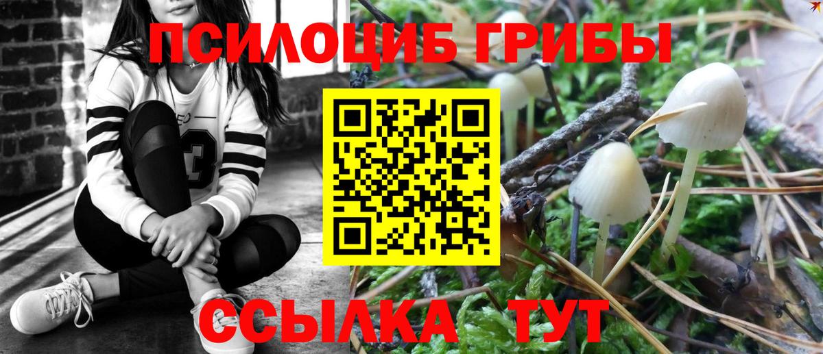 Галлюциногенные грибы Psilocybine cubensis Новокубанск