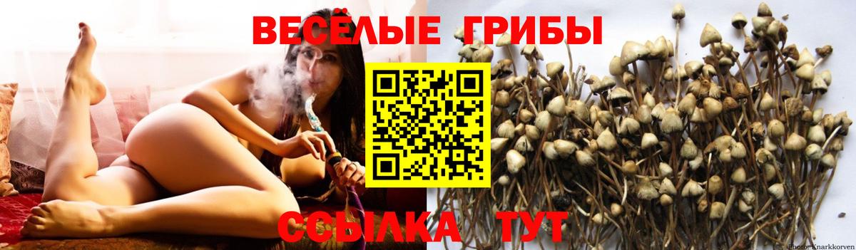 Галлюциногенные грибы Psilocybe  Новокубанск 